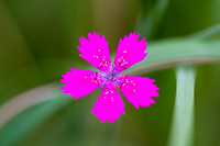 Colorful Nature